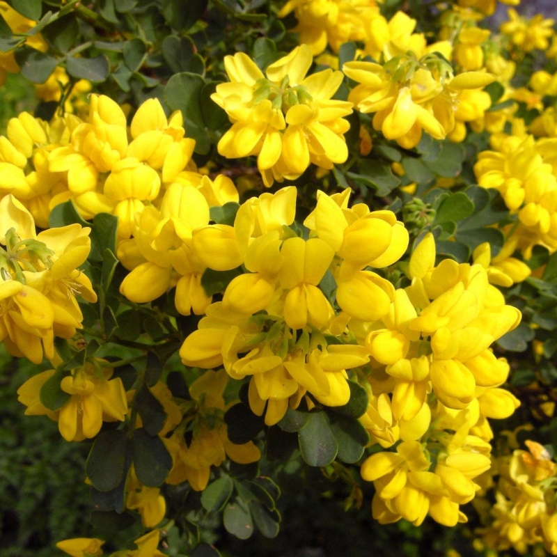 Shrubby Scorpion Vetch Coronilla valentina subsp. glauca